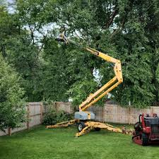 How Our Tree Care Process Works  in  Camarillo, CA