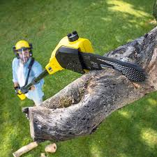 Best Tree Maintenance Programs  in Marillo, CA