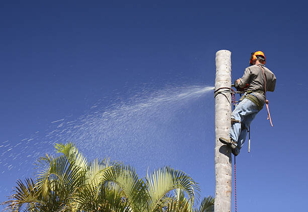 Best Tree Trimming and Pruning  in Marillo, CA