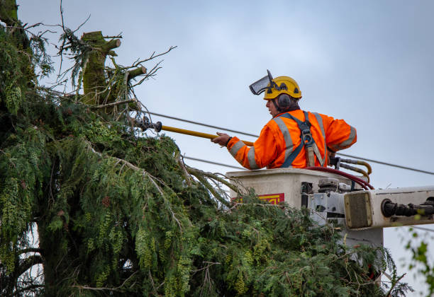  Marillo, CA Tree Services Pros