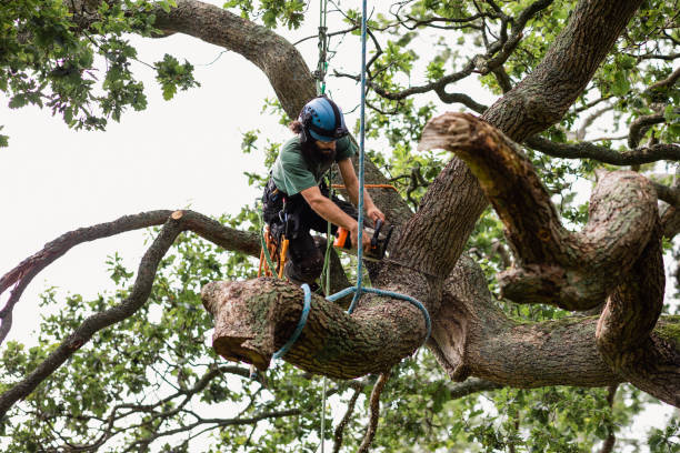 Best Arborist Consultation Services  in Marillo, CA