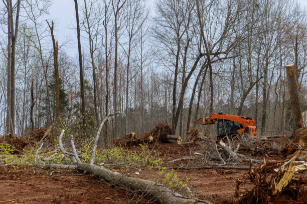 Best Tree Risk Assessment  in Marillo, CA