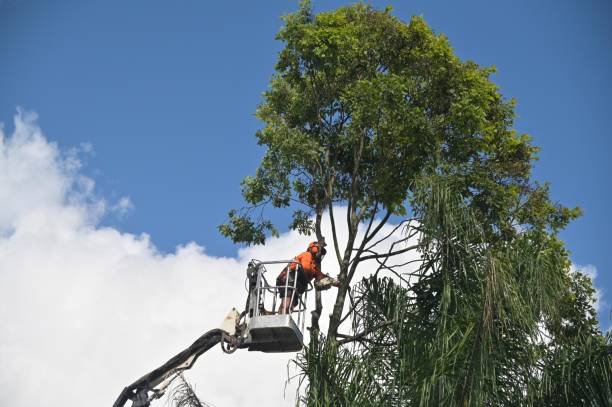 Camarillo, CA Tree Services Company