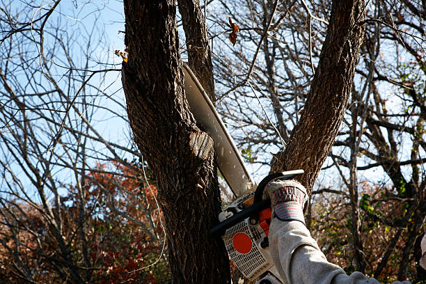 Leaf Removal in Camarillo, CA