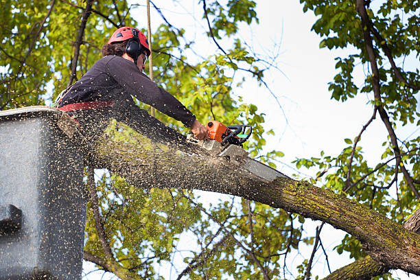 Best Emergency Tree Removal  in Marillo, CA