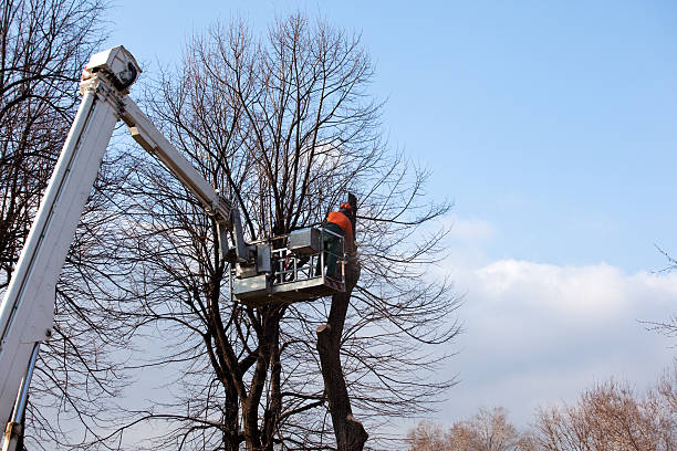 Best Storm Damage Tree Cleanup  in Marillo, CA