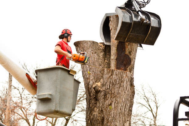 Best Leaf Removal  in Marillo, CA