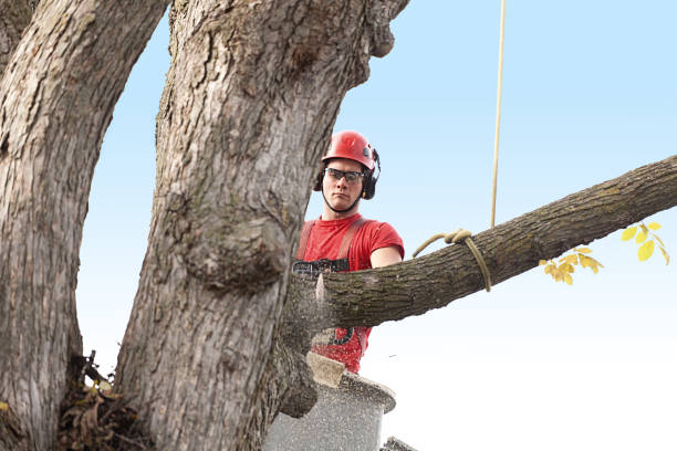 Best Utility Line Clearance  in Marillo, CA